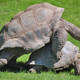 Image for article titled The Terrifying Sex Organs of Male Turtles